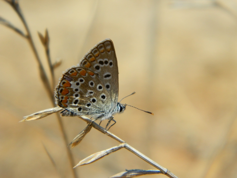 Polyommatus celina...o tutt''altro?